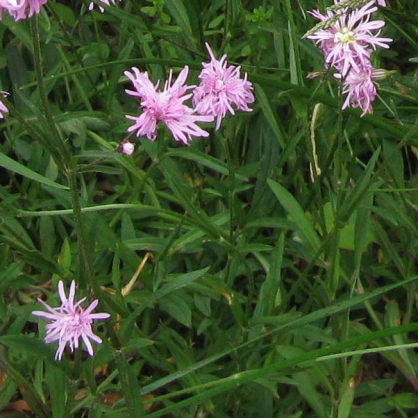Käenkukka Jenny (Lehvistö)