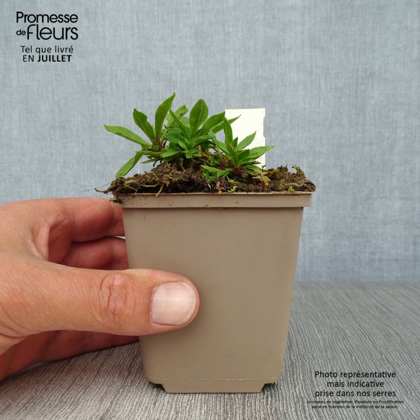 Esimerkki kesällä toimitetusta Käenkukka - Lychnis flos-cuculi Taimiruukku 8/9 cm-taimesta