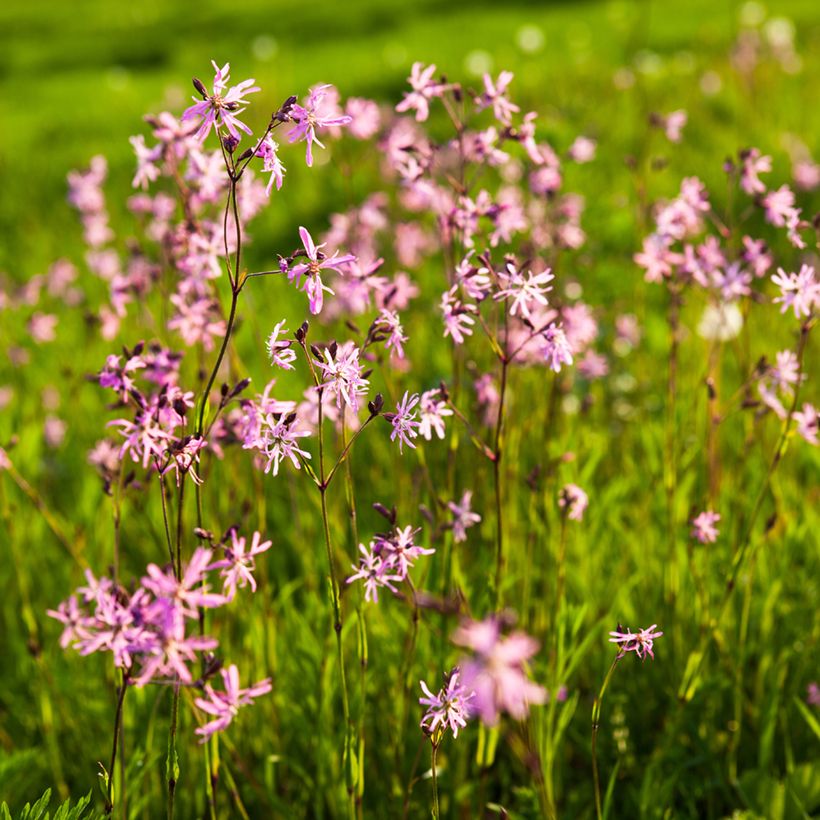 Käenkukka - Lychnis flos-cuculi (Kasvutapa)