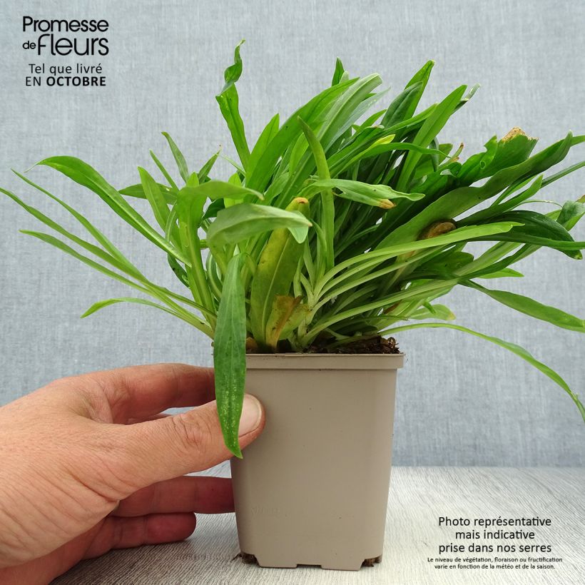 Esimerkki syksyllä toimitetusta Käenkukka Petit Henri 8/9 cm taimiruukku-taimesta