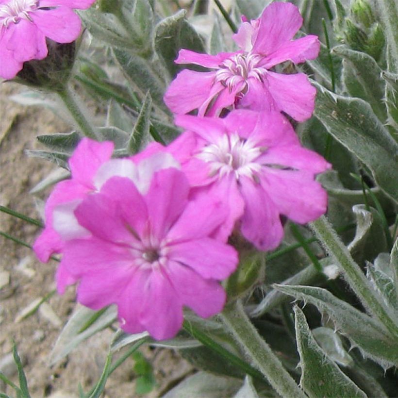 Jupiterinkukka - Lychnis flos-jovis (Kukinta)