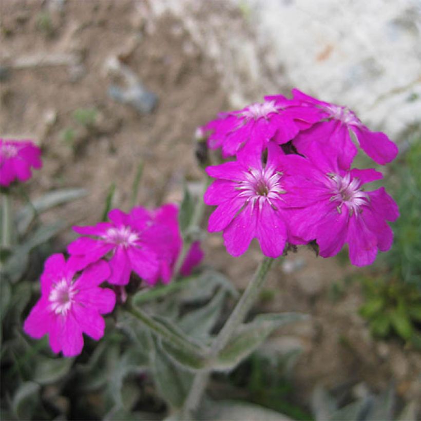 Jupiterinkukka Peggy (Kukinta)