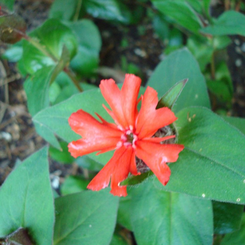 Lychnis haageana Molten Lava (Lehvistö)