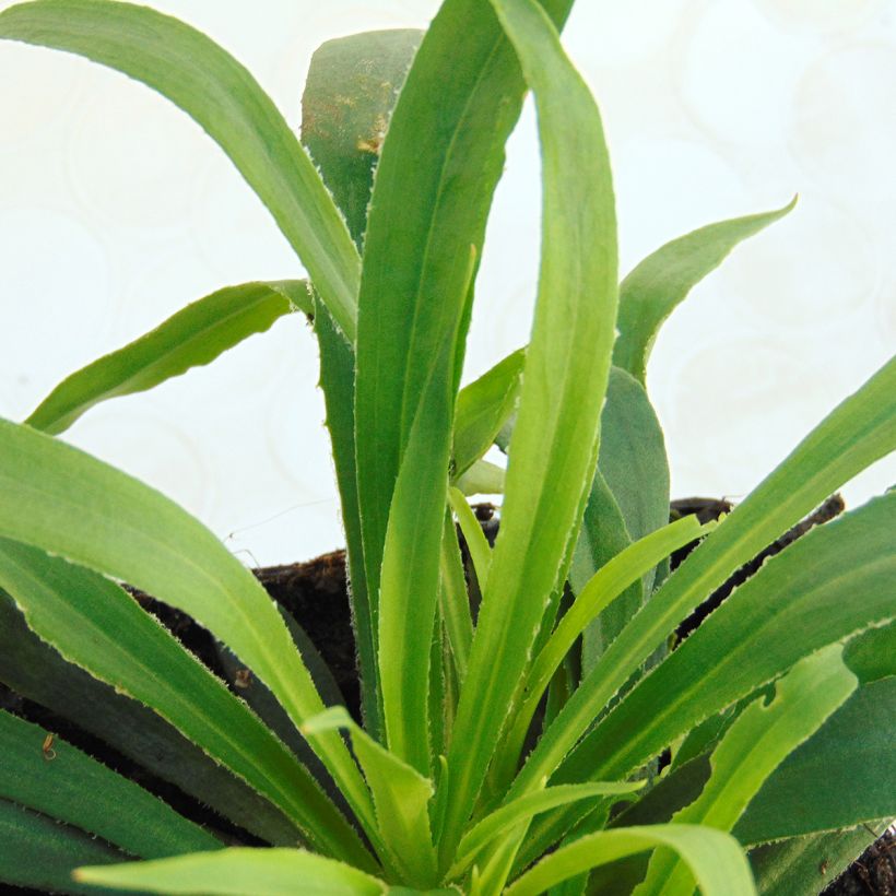 Mäkitervakko Splendens (Lehvistö)