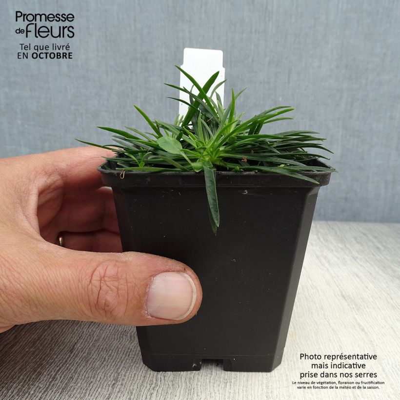 Esimerkki syksyllä toimitetusta Mäkitervakko Splendens 8/9 cm taimiruukku-taimesta