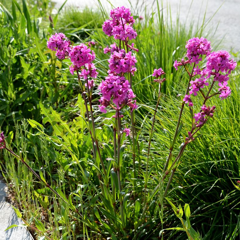 Mäkitervakko Splendens (Kasvutapa)
