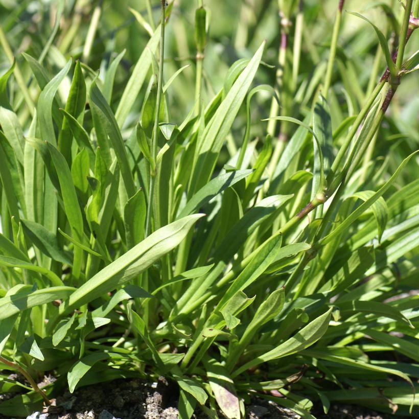 Lychnis yunnanensis (Lehvistö)