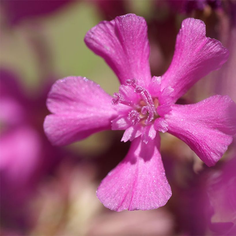 Lychnis yunnanensis (Kukinta)