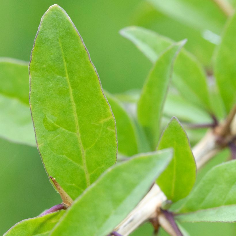 Kiinanpukinpensas - Lycium chinense (Lehvistö)