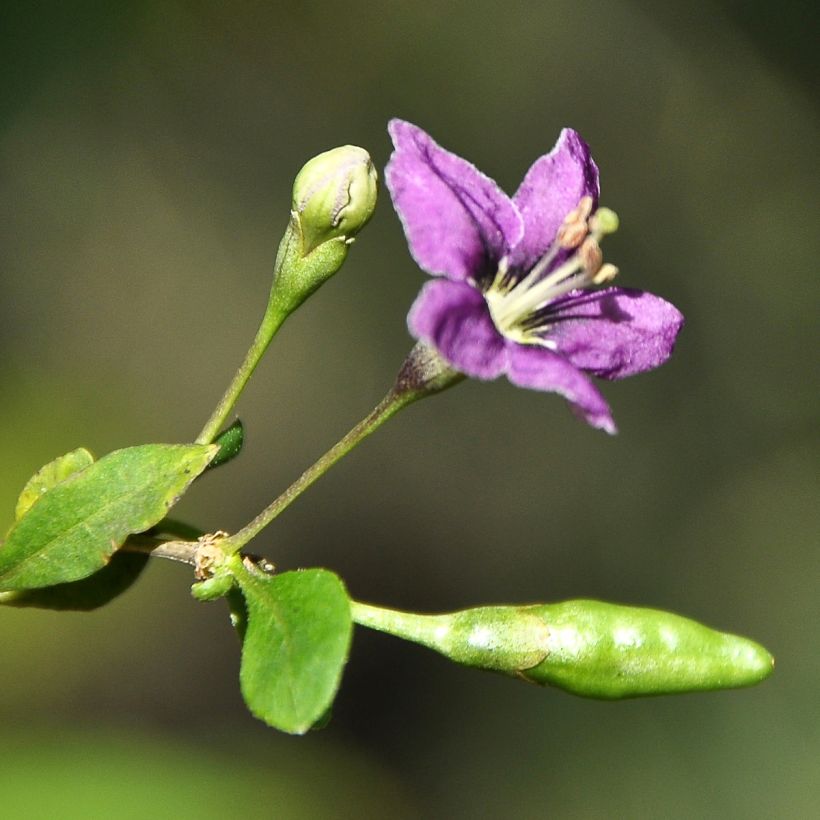 Kiinanpukinpensas - Lycium chinense (Kukinta)