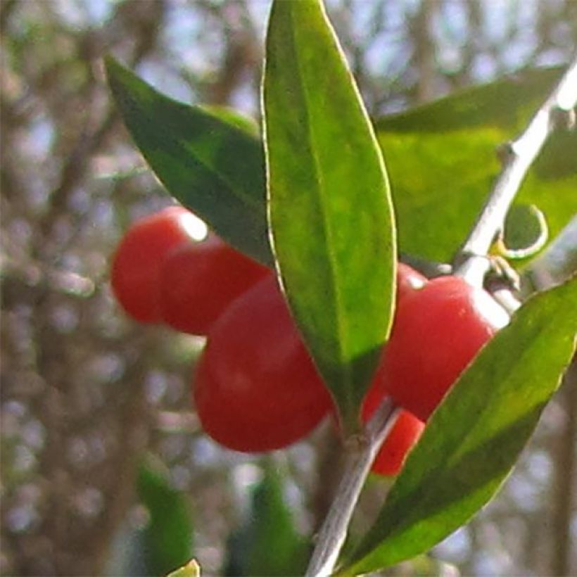 Goji - Lycium barbarum (Harvest)
