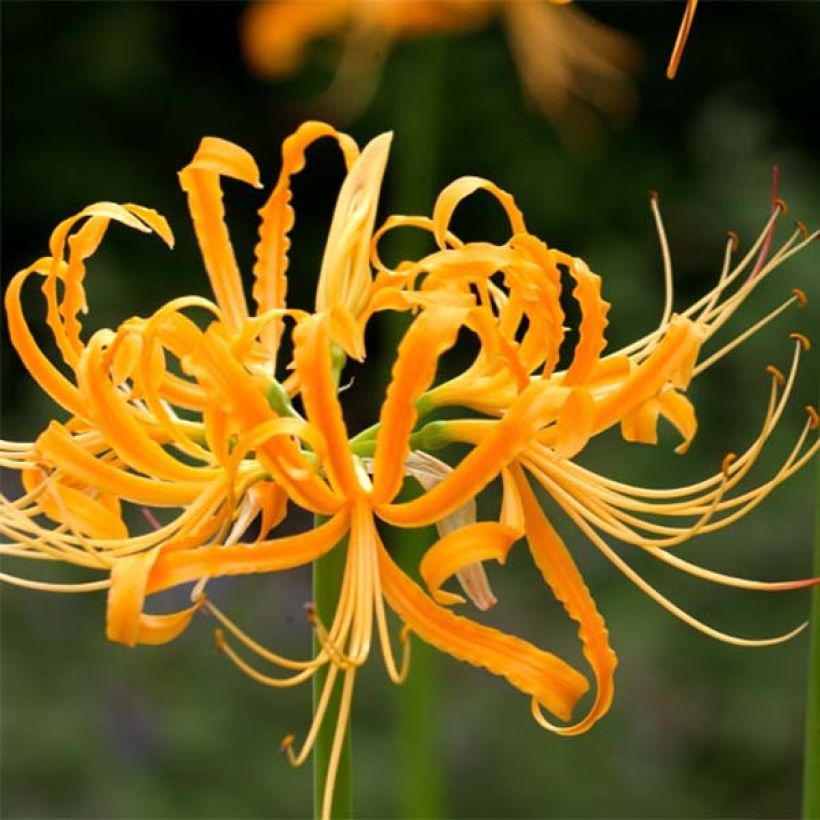Lycoris aurea (Kukinta)