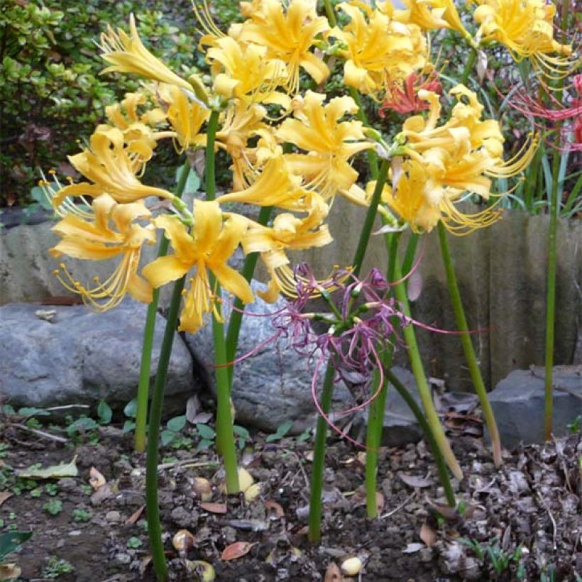 Lycoris aurea (Kasvutapa)