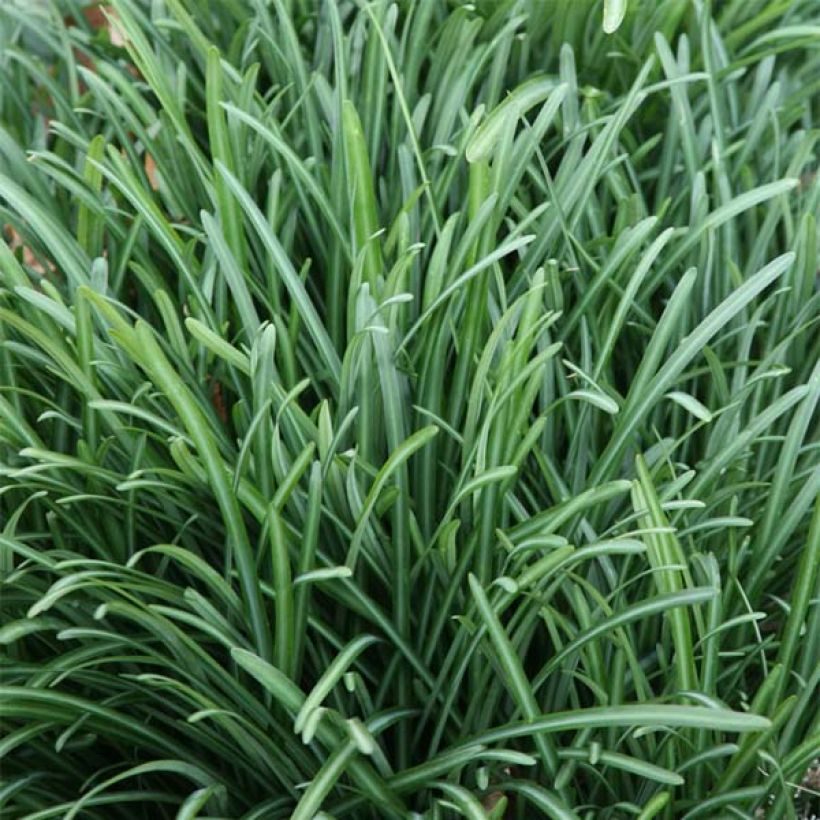 Lycoris radiata (Lehvistö)