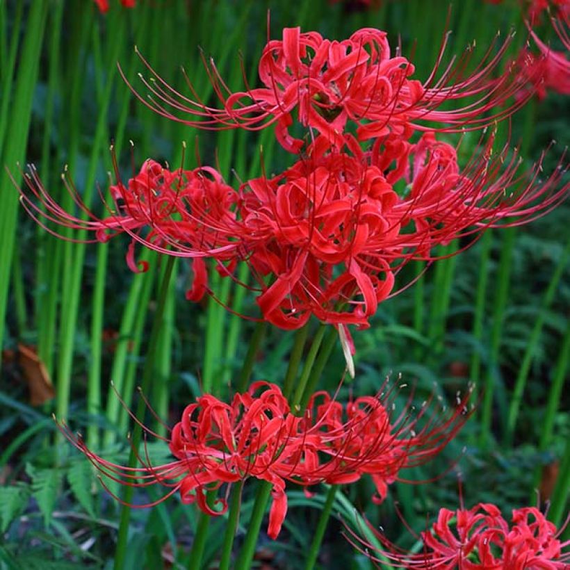 Lycoris radiata (Kukinta)