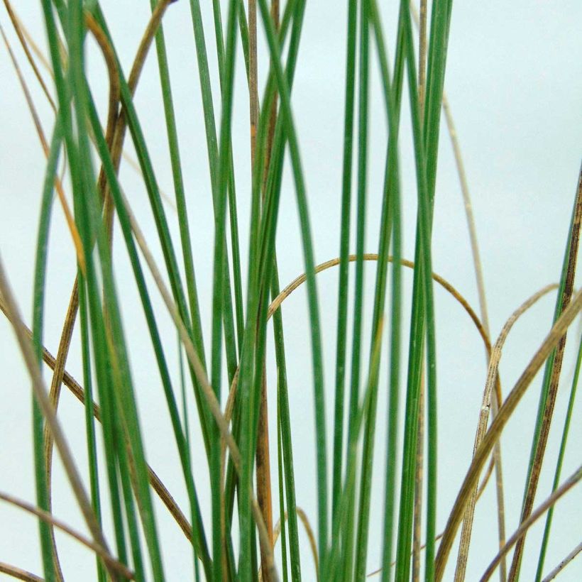 Espartoheinä - Lygeum spartum (Lehvistö)