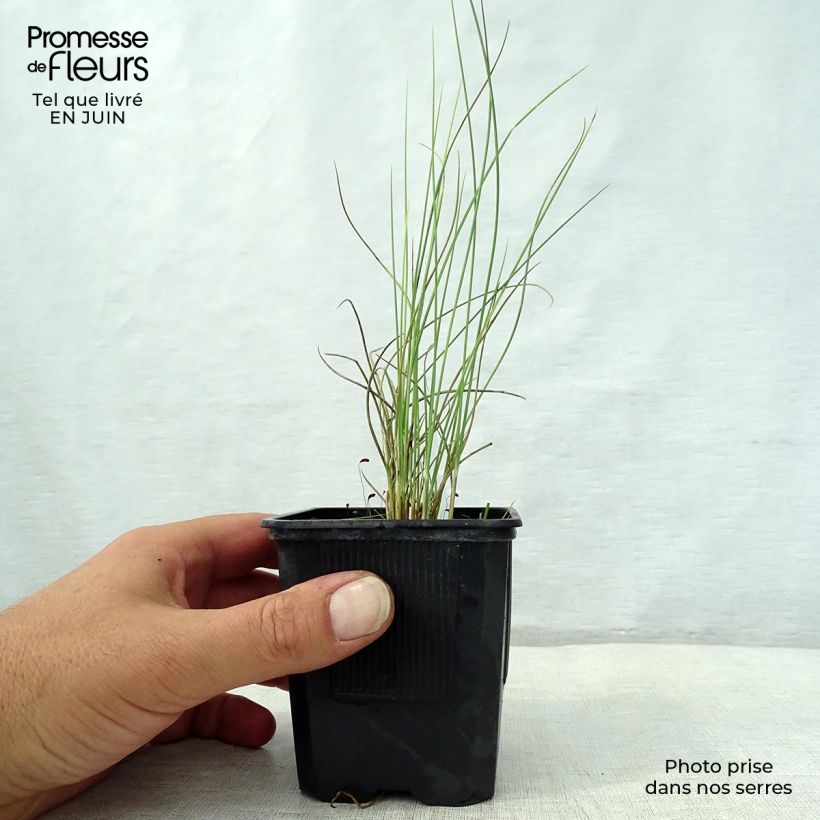 Esimerkki kesällä toimitetusta Espartoheinä - Lygeum spartum Godet de 8/9 cm-taimesta
