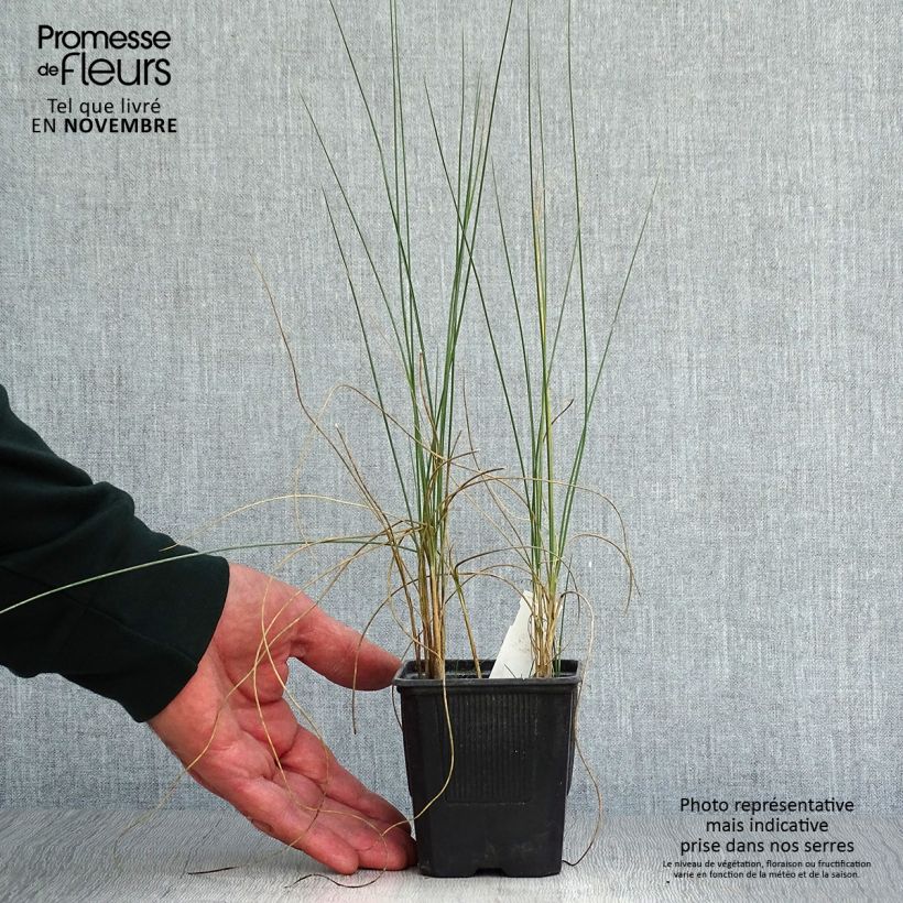 Esimerkki syksyllä toimitetusta Espartoheinä - Lygeum spartum 8/9 cm taimiruukku-taimesta