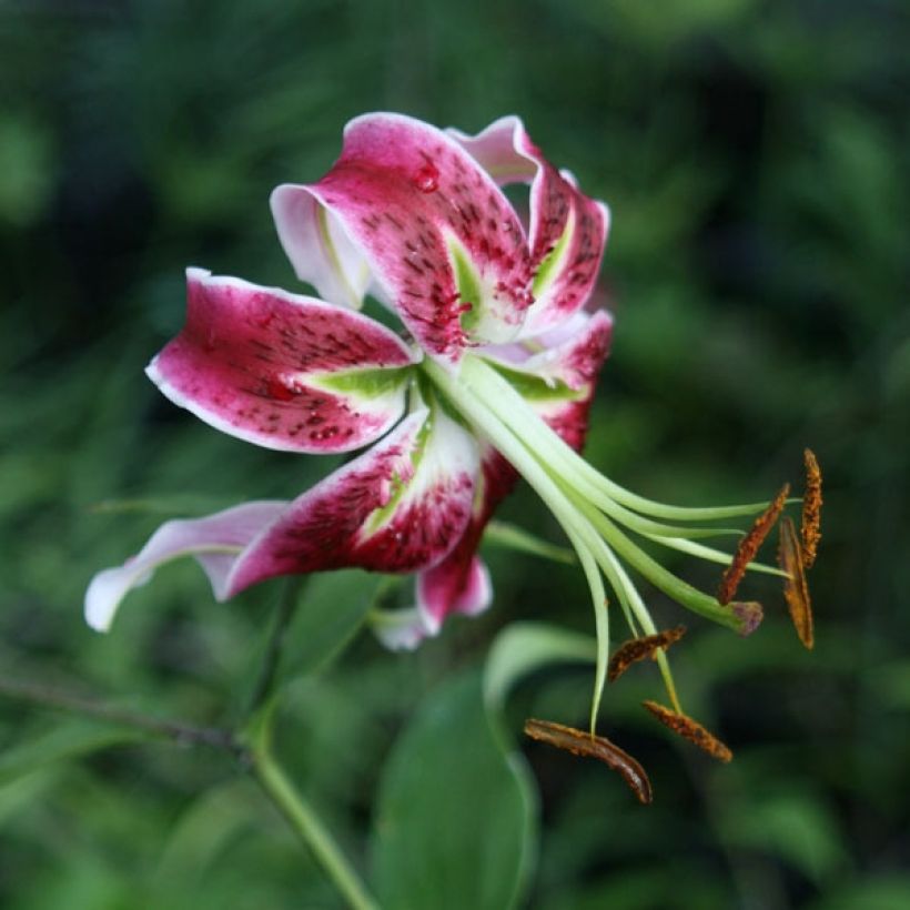 Oriental-lilja Black Beauty (Kukinta)