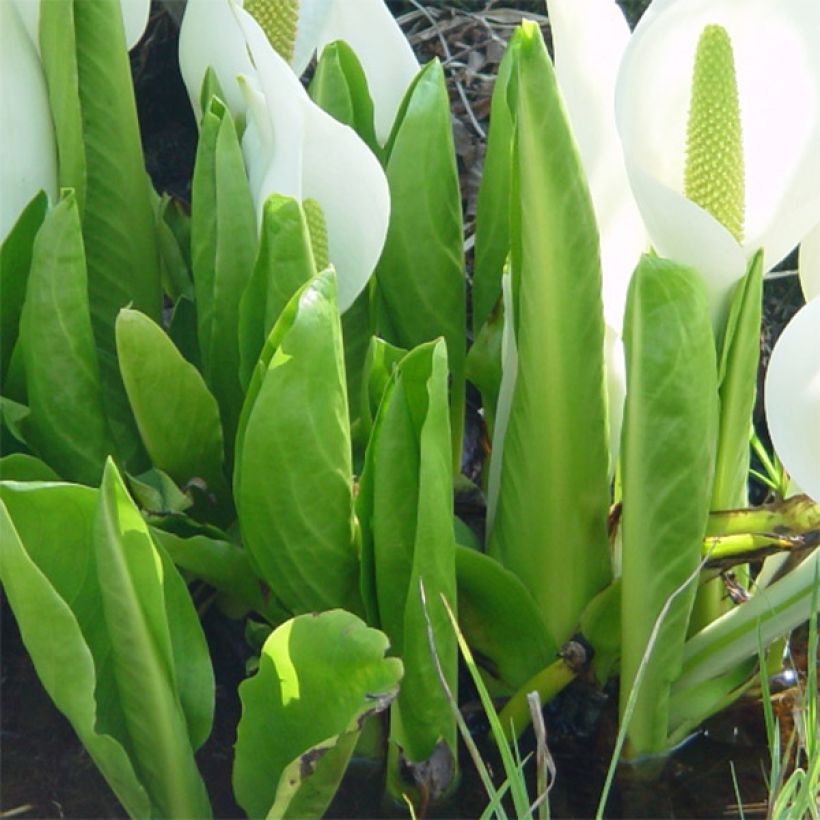 Valkomajavankaali - Lysichiton camtschatcensis (Lehvistö)