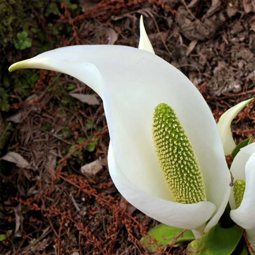 Valkomajavankaali - Lysichiton camtschatcensis (Kukinta)