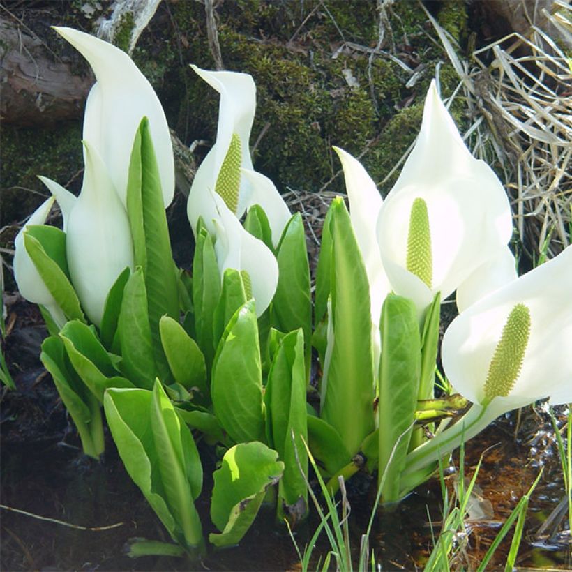 Valkomajavankaali - Lysichiton camtschatcensis (Kasvutapa)