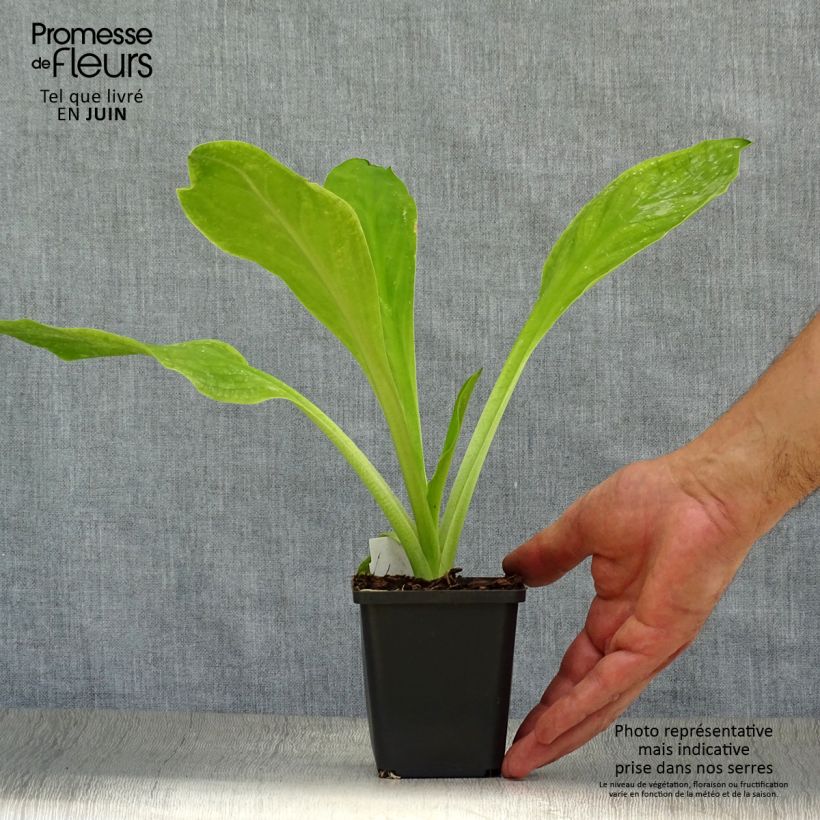 Esimerkki kesällä toimitetusta Valkomajavankaali - Lysichiton camtschatcensis Taimiruukku 8/9 cm-taimesta