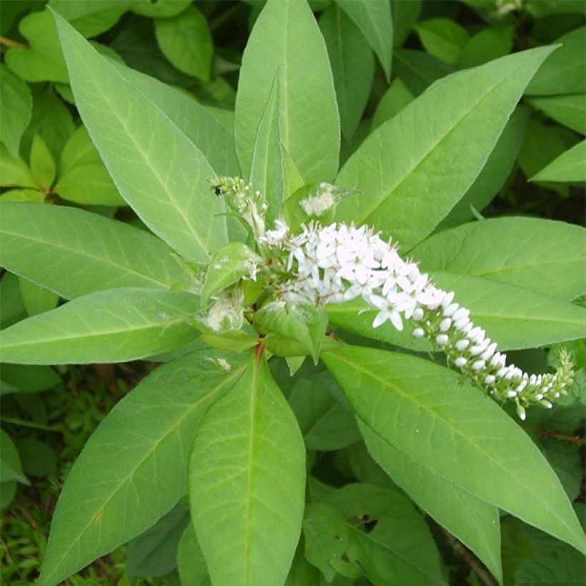 Mantsurianalpi - Lysimachia barystachys (Lehvistö)