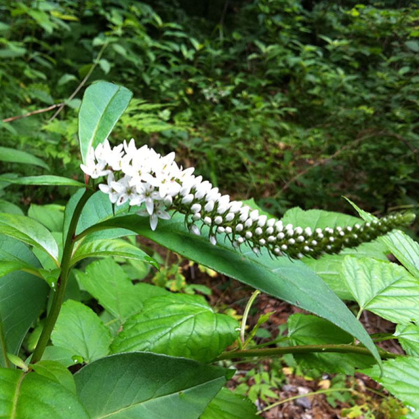Mantsurianalpi - Lysimachia barystachys (Kukinta)