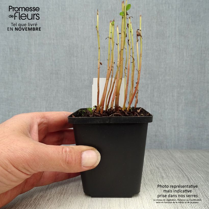 Esimerkki syksyllä toimitetusta Mantsurianalpi - Lysimachia barystachys 8/9 cm taimiruukku-taimesta