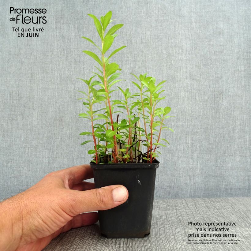 Esimerkki kesällä toimitetusta Mantsurianalpi - Lysimachia barystachys Godet de 8/9 cm-taimesta