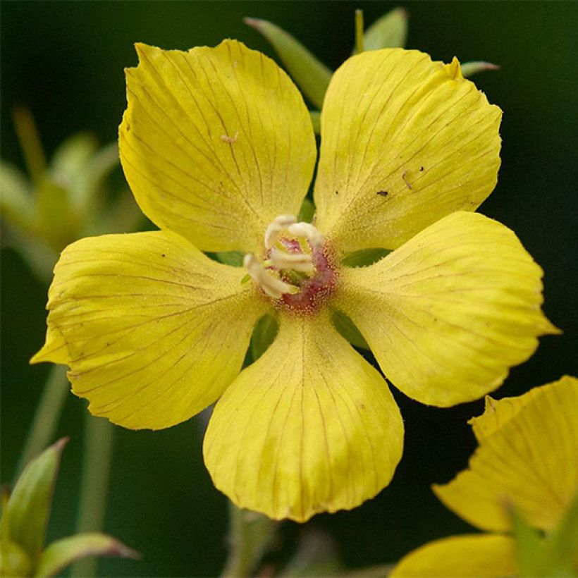 Ripsialpi Fire Cracker (Kukinta)