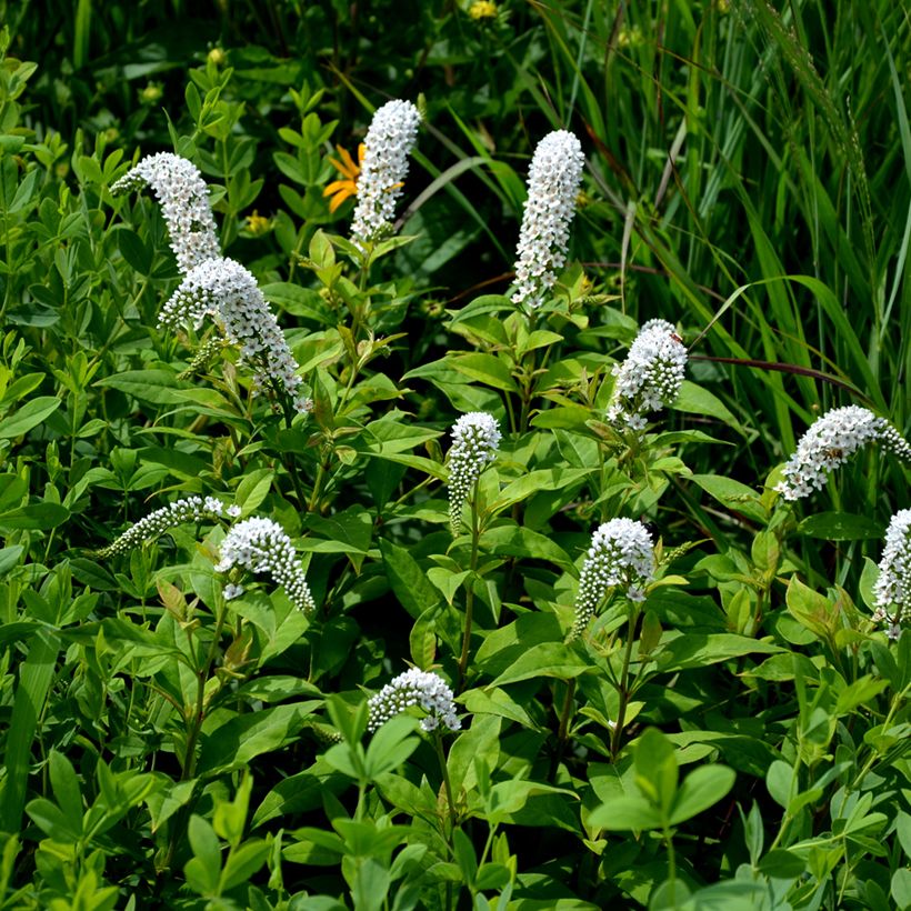 Valkoalpi - Lysimachia clethroides (Kasvutapa)