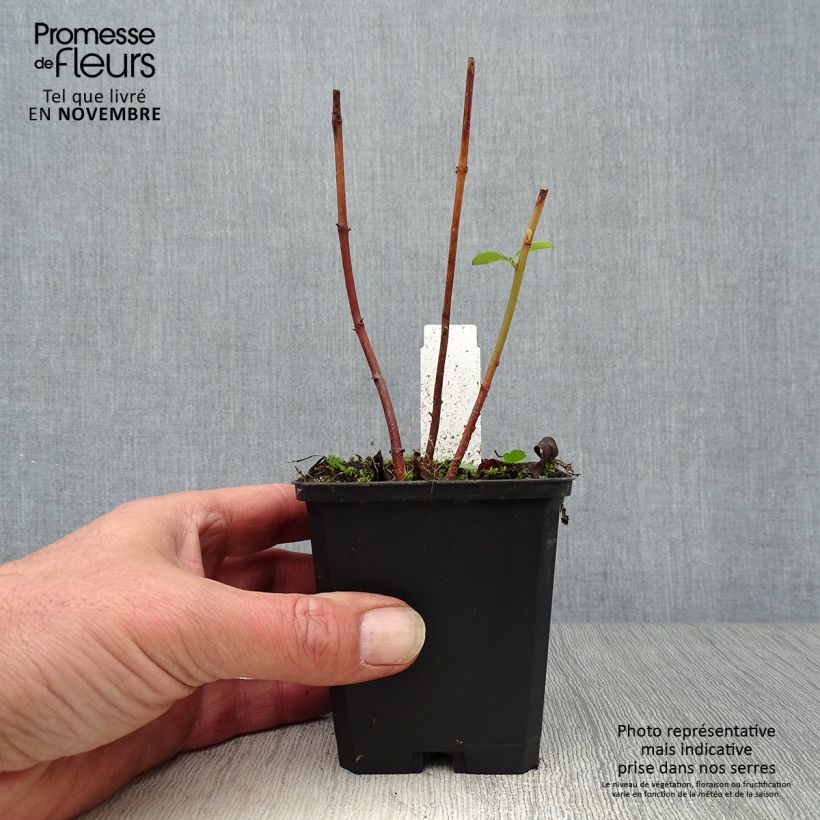 Esimerkki syksyllä toimitetusta Valkoalpi - Lysimachia clethroides 8/9 cm taimiruukku-taimesta