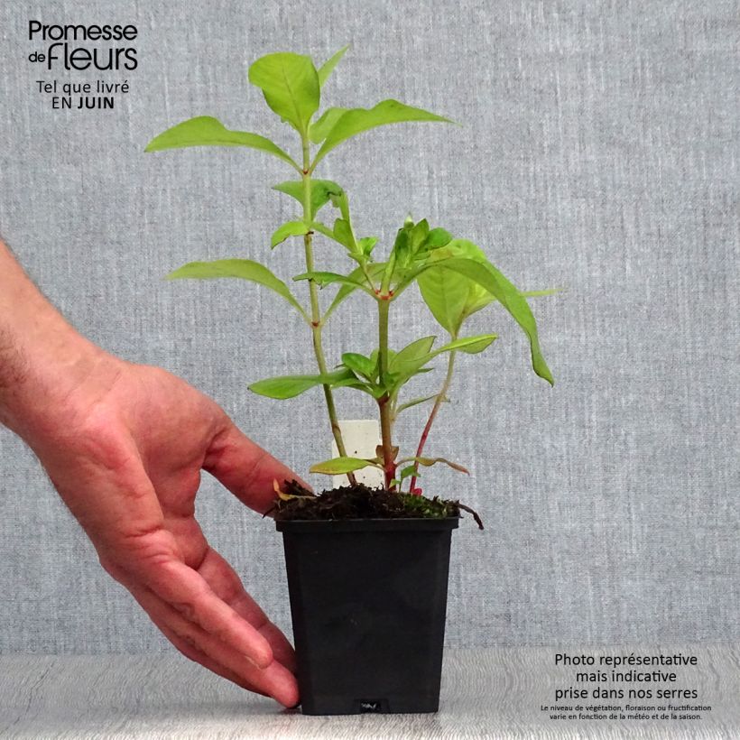 Esimerkki kesällä toimitetusta Valkoalpi - Lysimachia clethroides Taimiruukku 8/9 cm-taimesta
