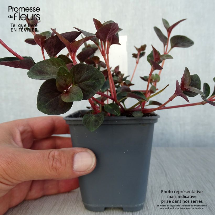 Esimerkki syksyllä toimitetusta Alve - Lysimachia congestiflora 8/9 cm taimiruukku-taimesta