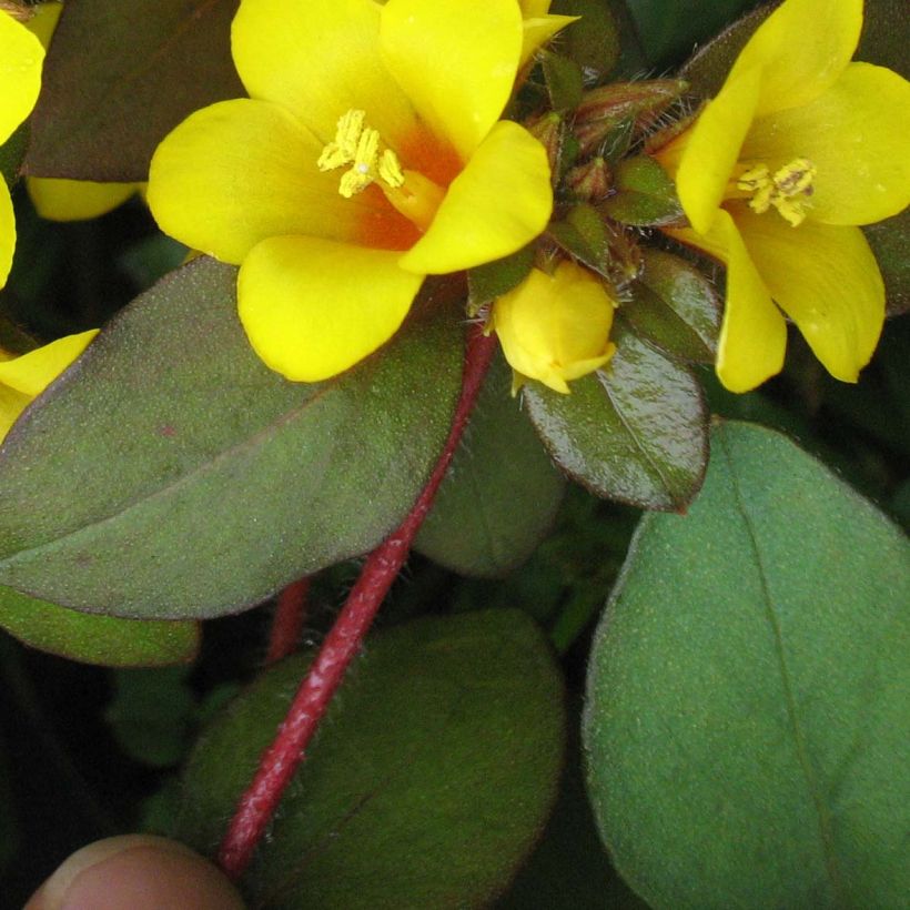 Alve - Lysimachia congestiflora (Lehvistö)
