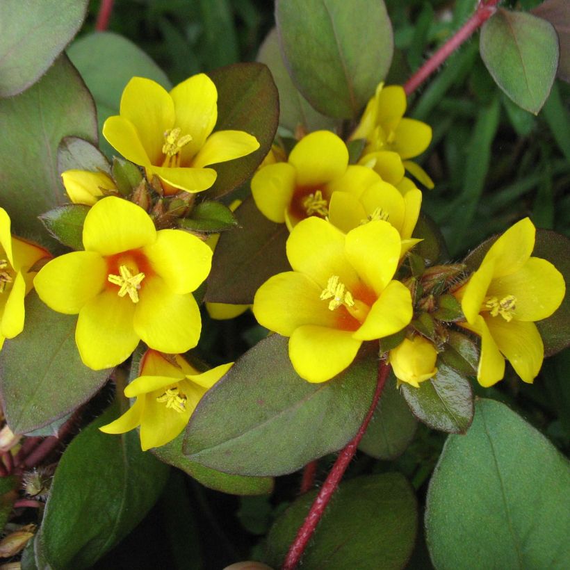 Alve - Lysimachia congestiflora (Kukinta)