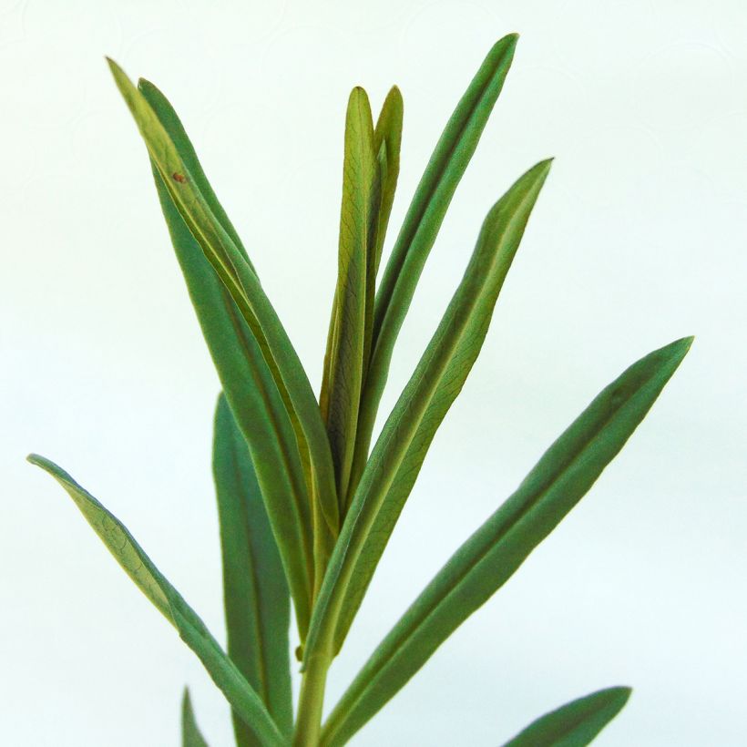 Tähkäalpi - Lysimachia ephemerum (Lehvistö)