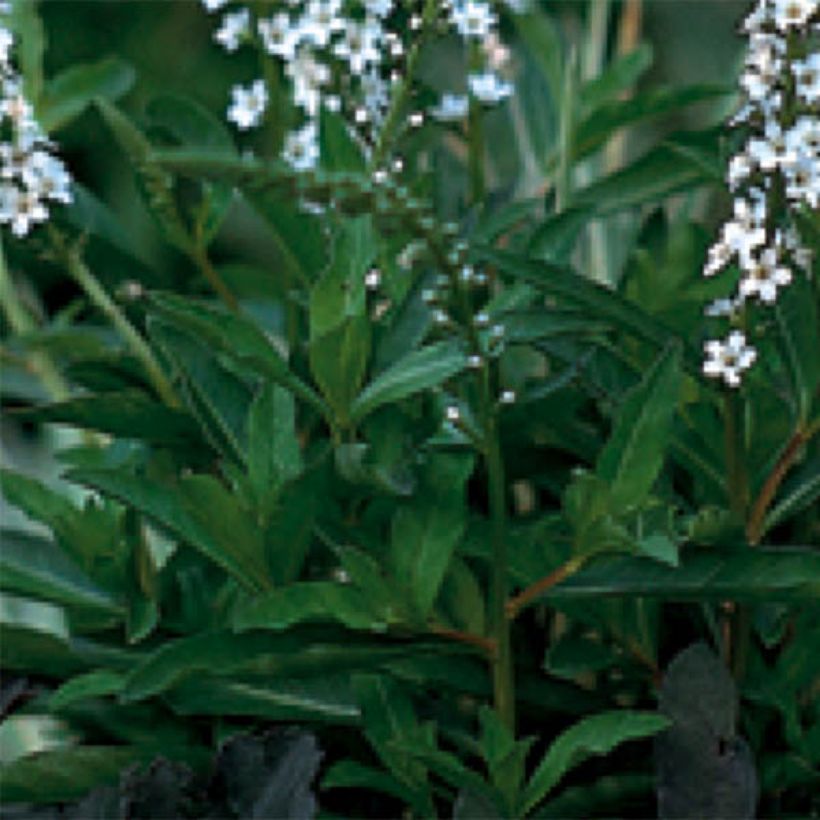 Alve - Lysimachia fortunei (Lehvistö)