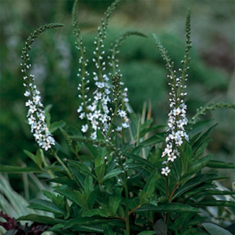 Alve - Lysimachia fortunei (Kukinta)
