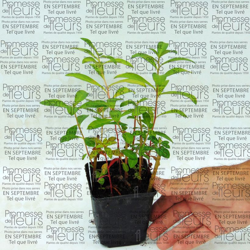 Esimerkki toimitetusta Alve - Lysimachia fortunei Godet de 8/9 cm-taimesta