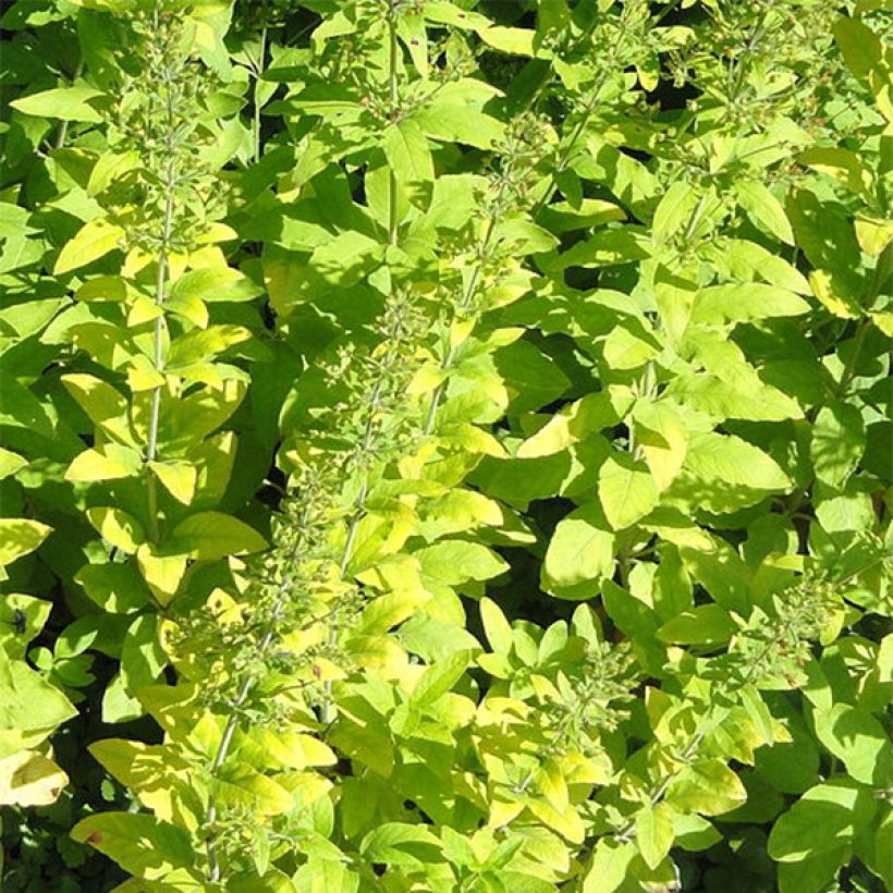 Alve - Lysimachia lichiangensis (Lehvistö)