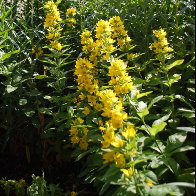 Alve - Lysimachia lichiangensis (Kukinta)
