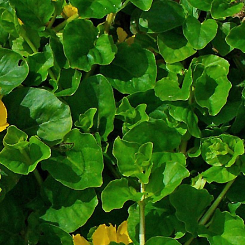 Suikeroalpi - Lysimachia nummularia (Lehvistö)