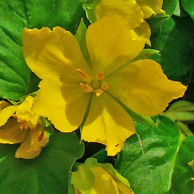 Suikeroalpi - Lysimachia nummularia (Kukinta)