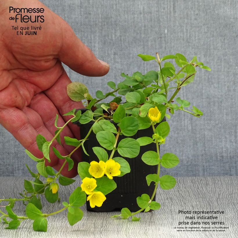 Esimerkki kesällä toimitetusta Suikeroalpi - Lysimachia nummularia Taimiruukku 8/9 cm-taimesta