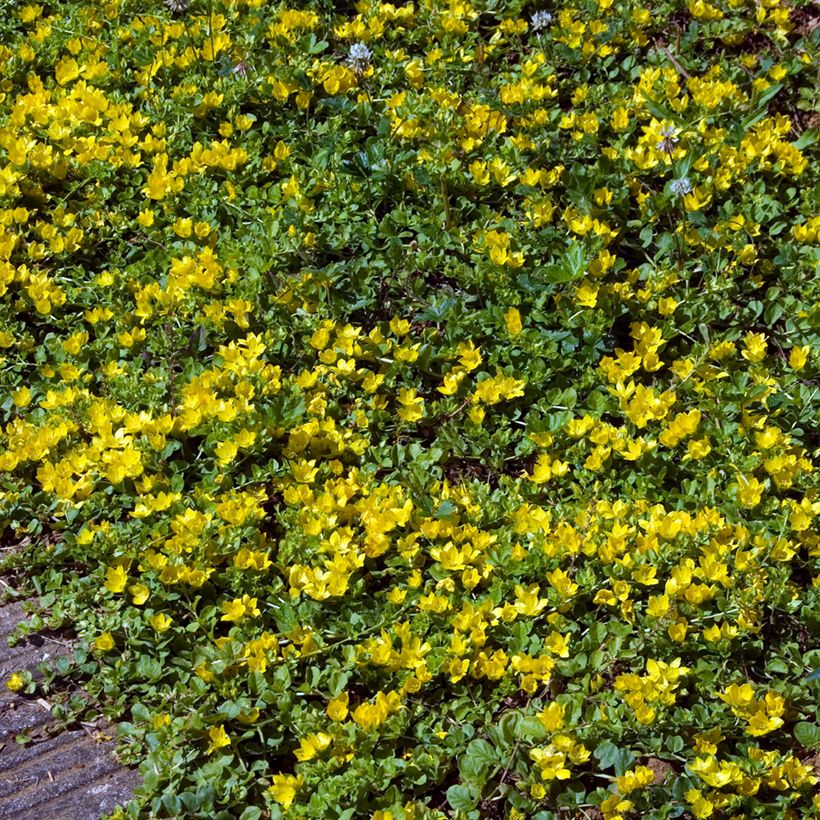 Suikeroalpi - Lysimachia nummularia (Kasvutapa)