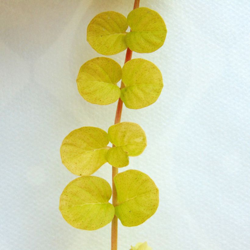 Suikeroalpi Aurea (Lehvistö)