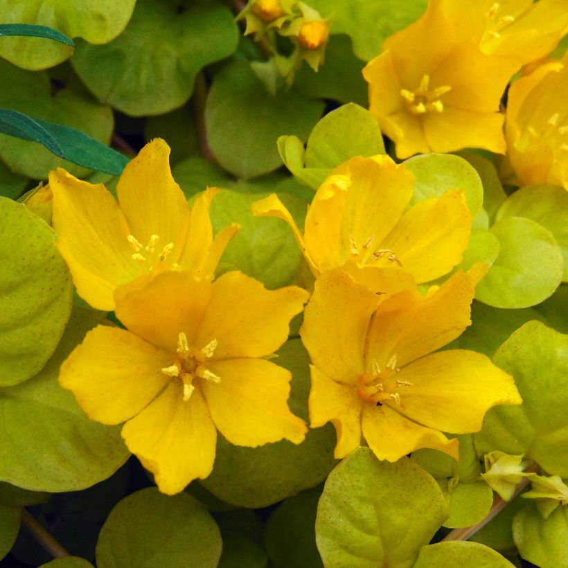 Suikeroalpi Aurea (Kukinta)